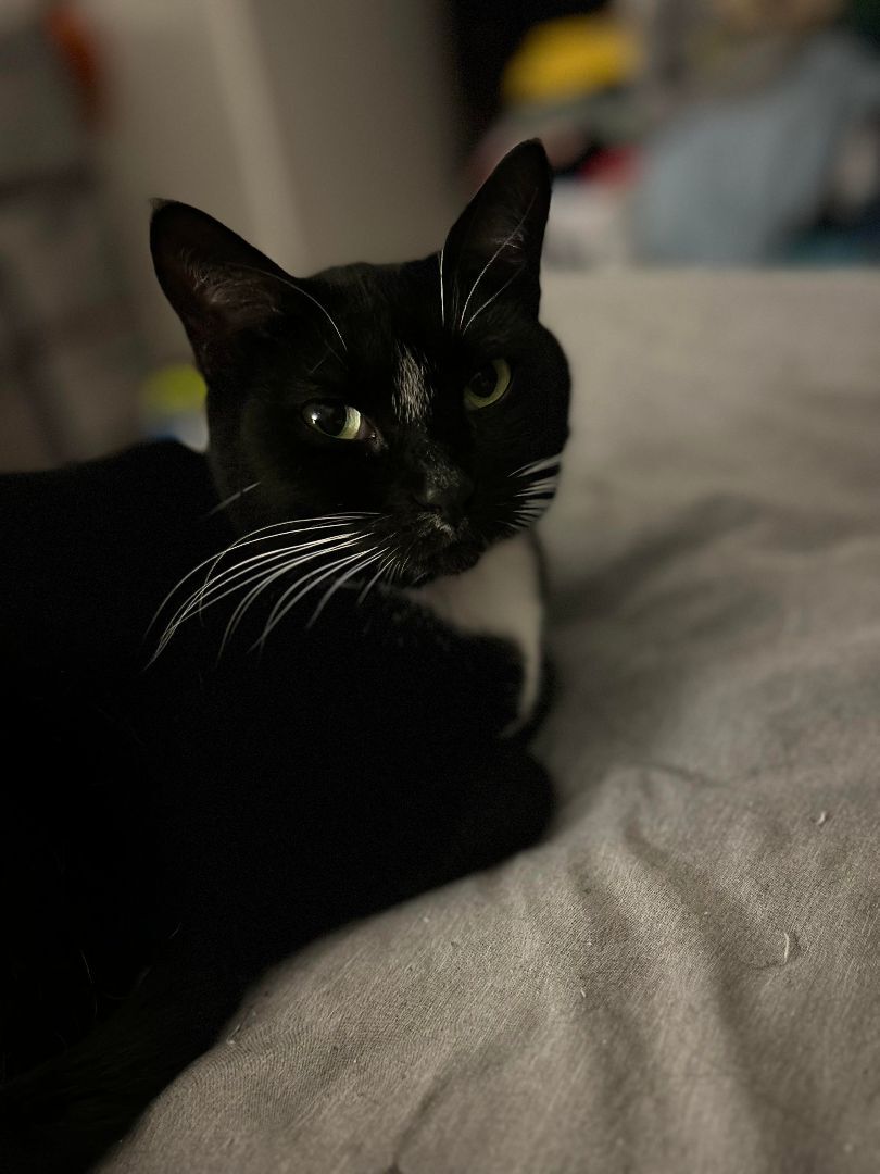 Socks photo 2