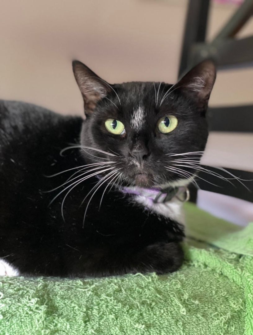 Socks, Adult Female Tuxedo