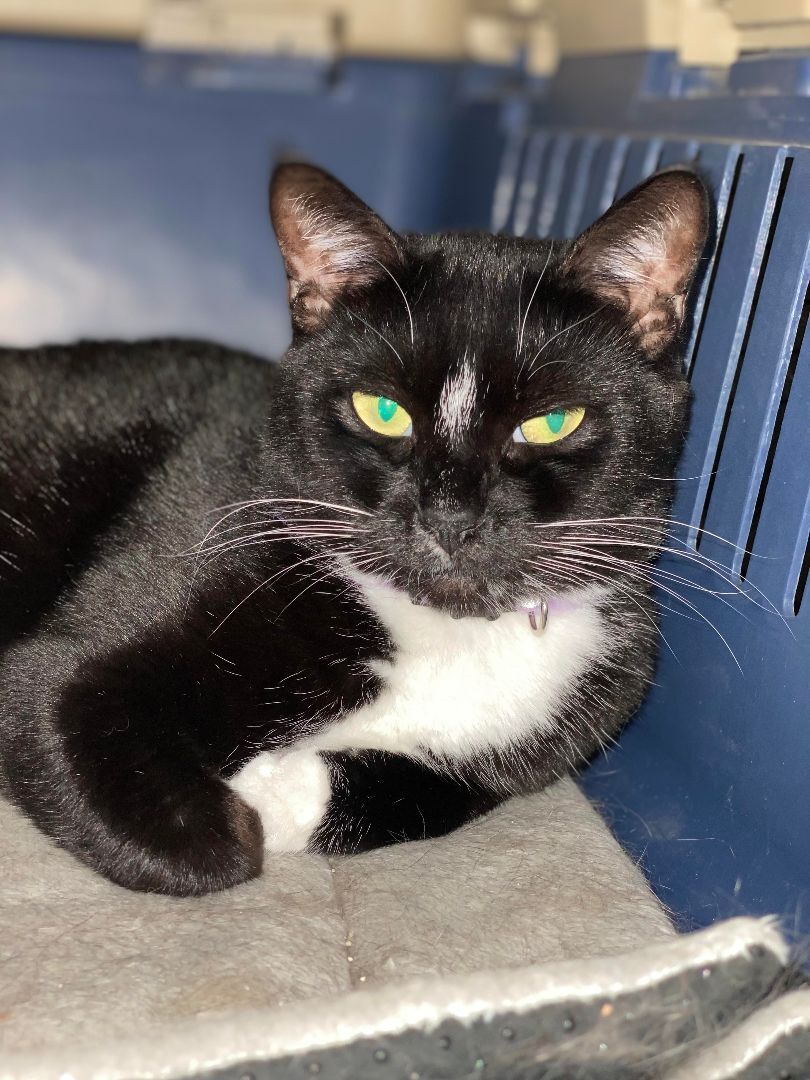 Enlarge Socks, a Adoptable Tuxedo in Maitland, FL image 13/14