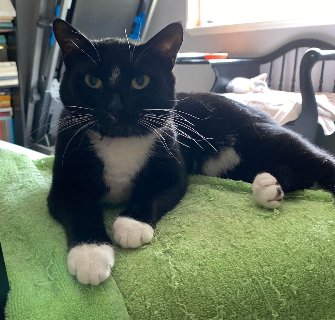 Enlarge Socks, a Adoptable Tuxedo in Maitland, FL image 14/14