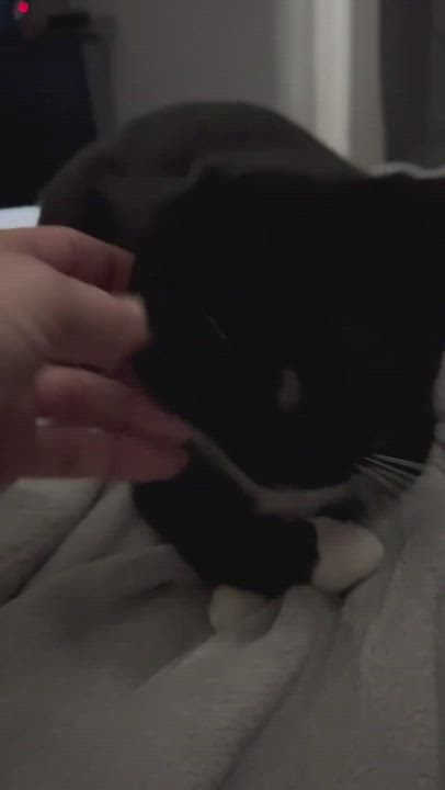 Socks, an adoptable Tuxedo in Maitland, FL_image-1