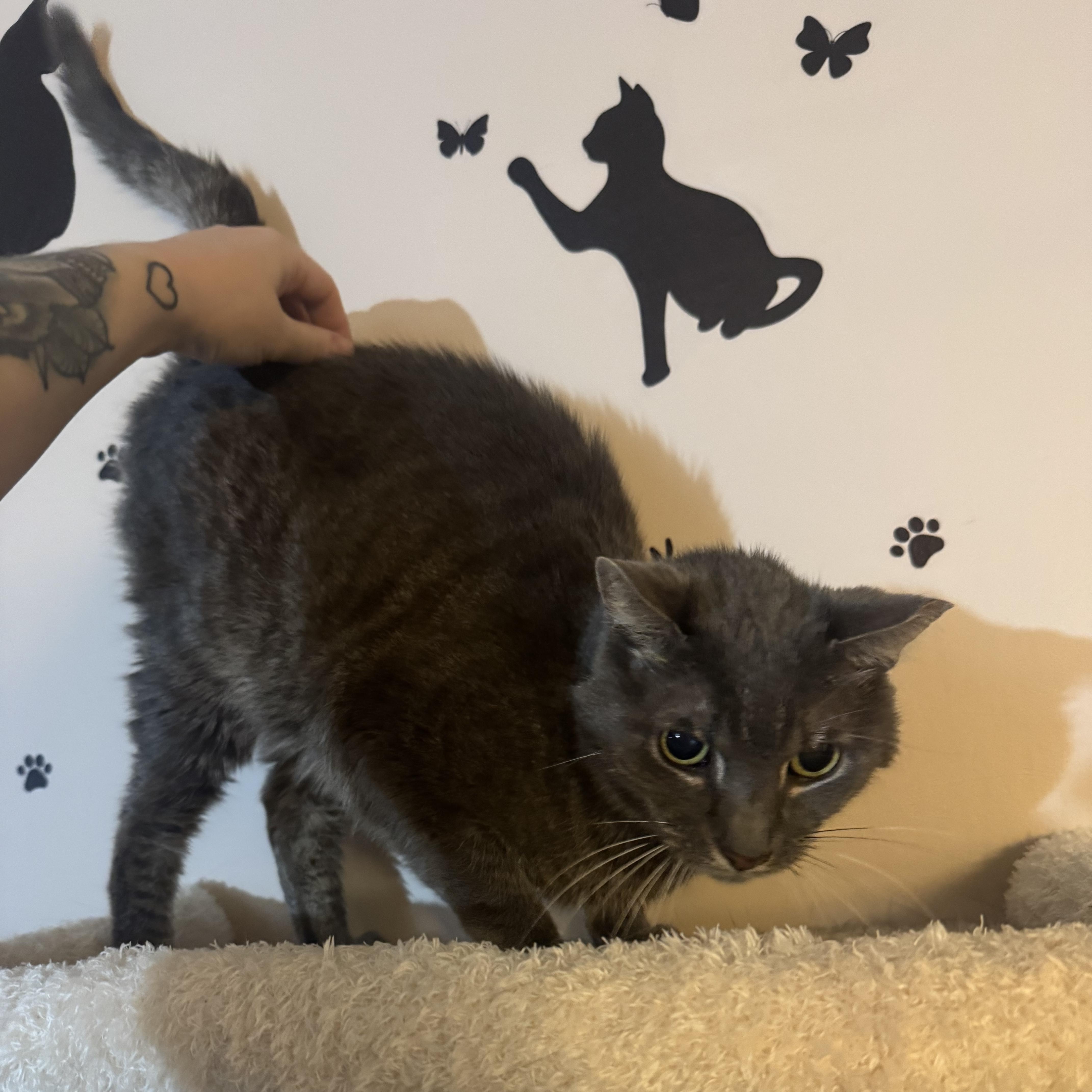 Enlarge COCOA, a Adoptable Domestic Short Hair in Hamilton, NJ image 3/3