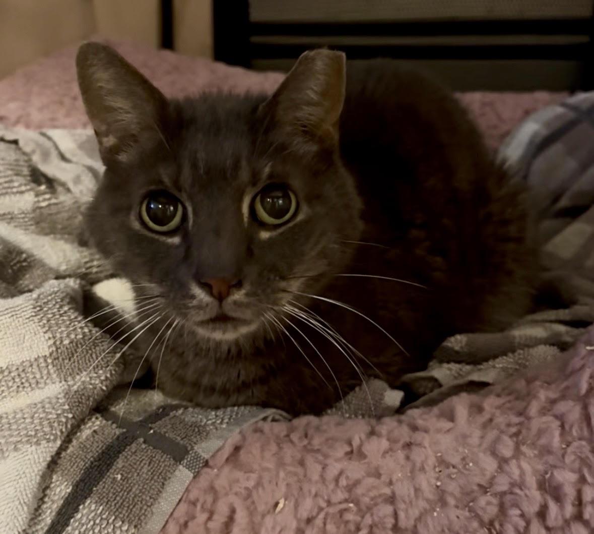 Enlarge COCOA, a Adoptable Domestic Short Hair in Hamilton, NJ image 2/3