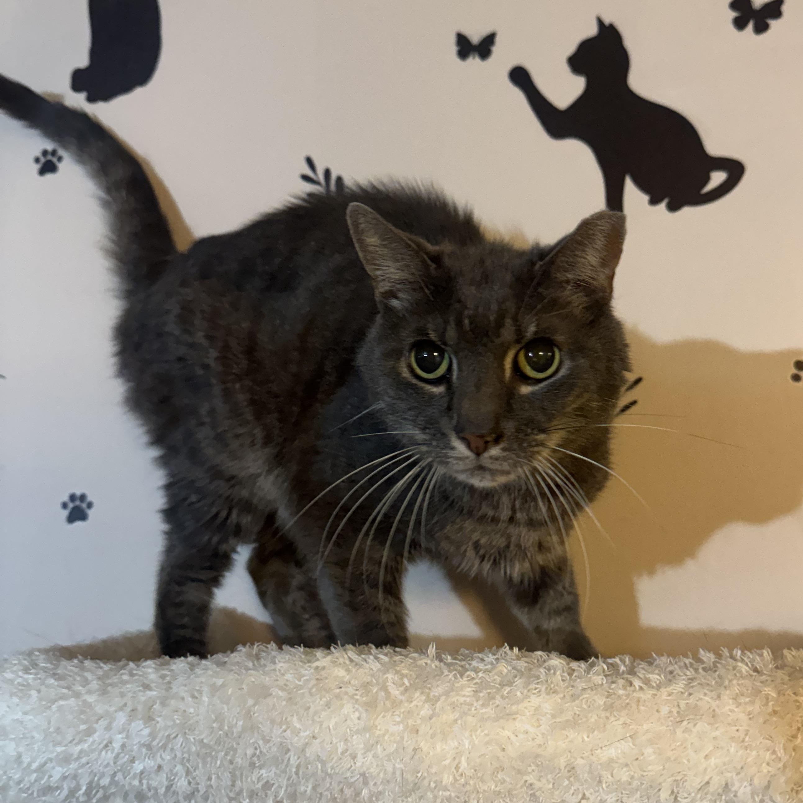 COCOA, Adoptable, Senior Male Domestic Short Hair.