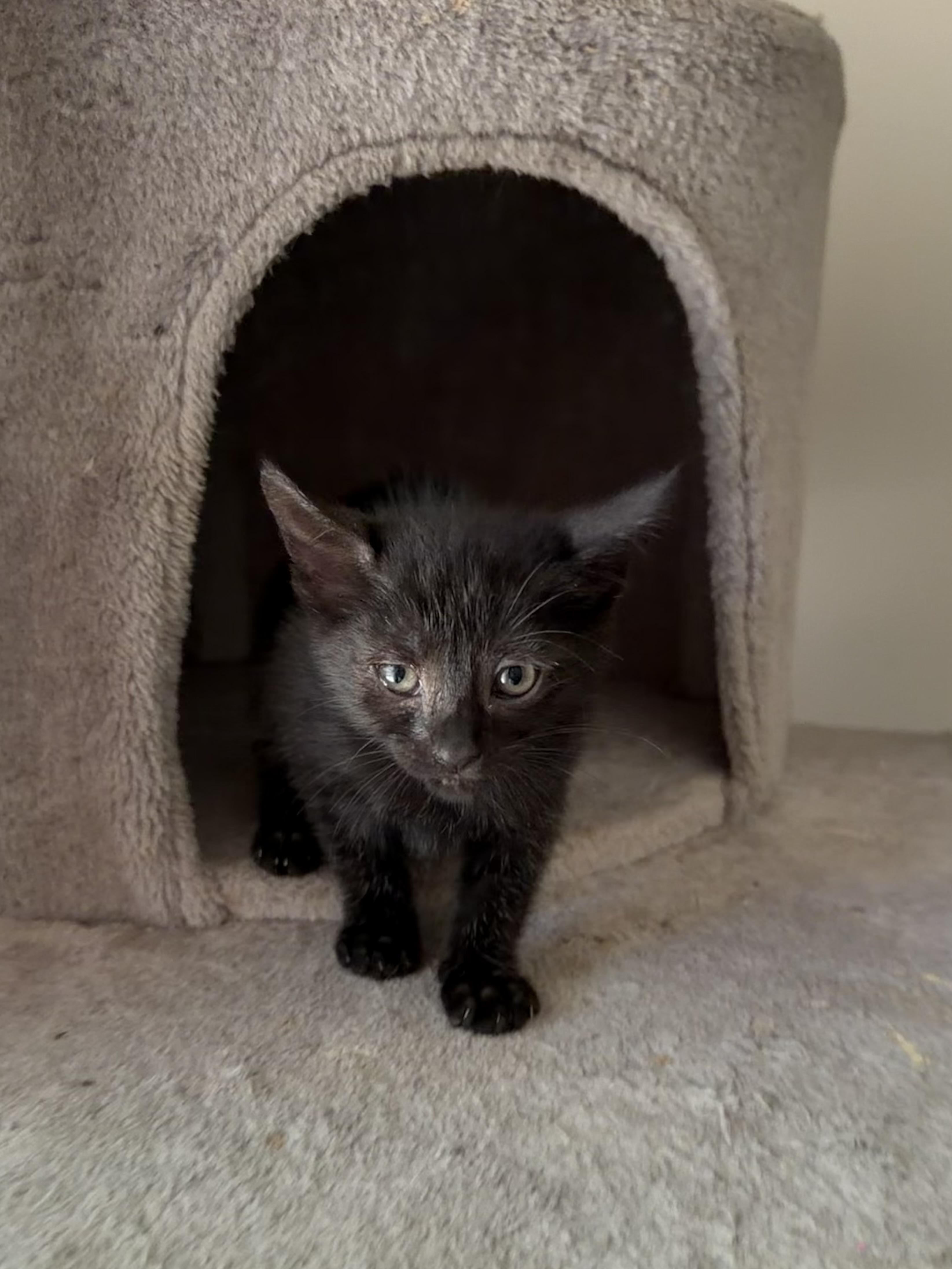 Enlarge Jinx (Manx) 2026-308, a Adoptable mixed breed in Winder, GA image 1/5