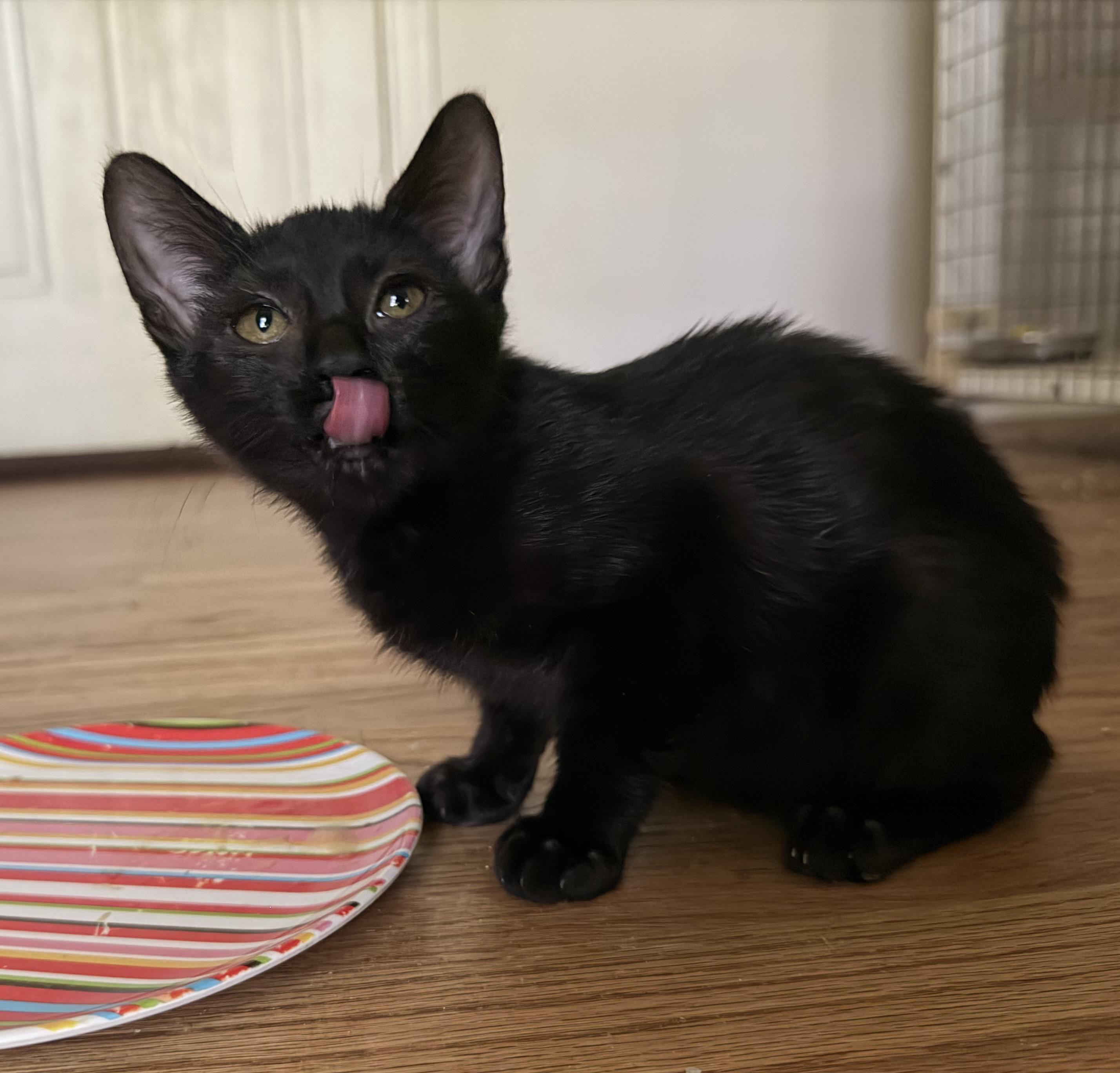 Enlarge Jinx (Manx) 2026-308, a Adoptable mixed breed in Winder, GA image 2/5