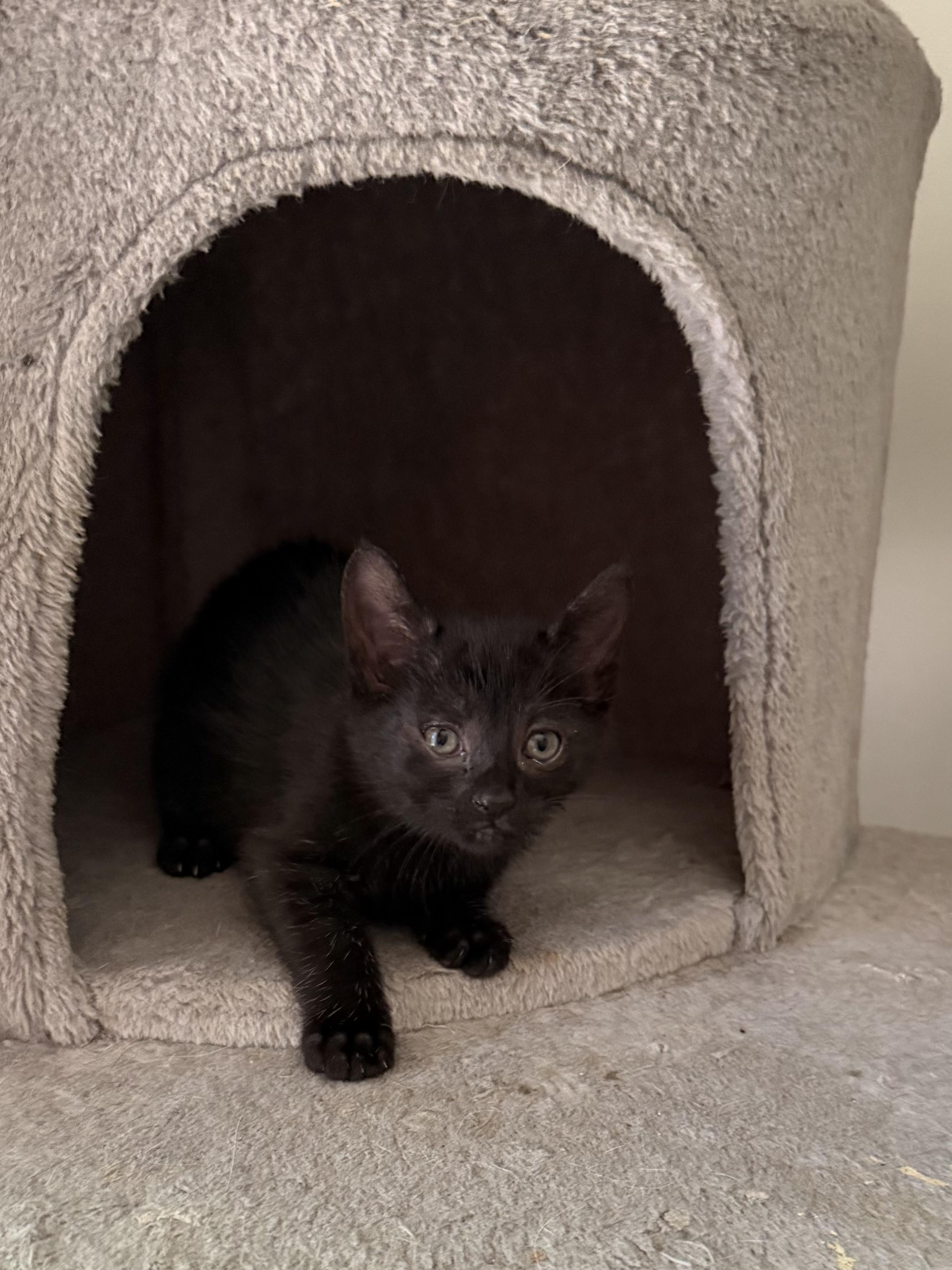 Enlarge Jinx (Manx) 2026-308, a Adoptable mixed breed in Winder, GA image 3/5