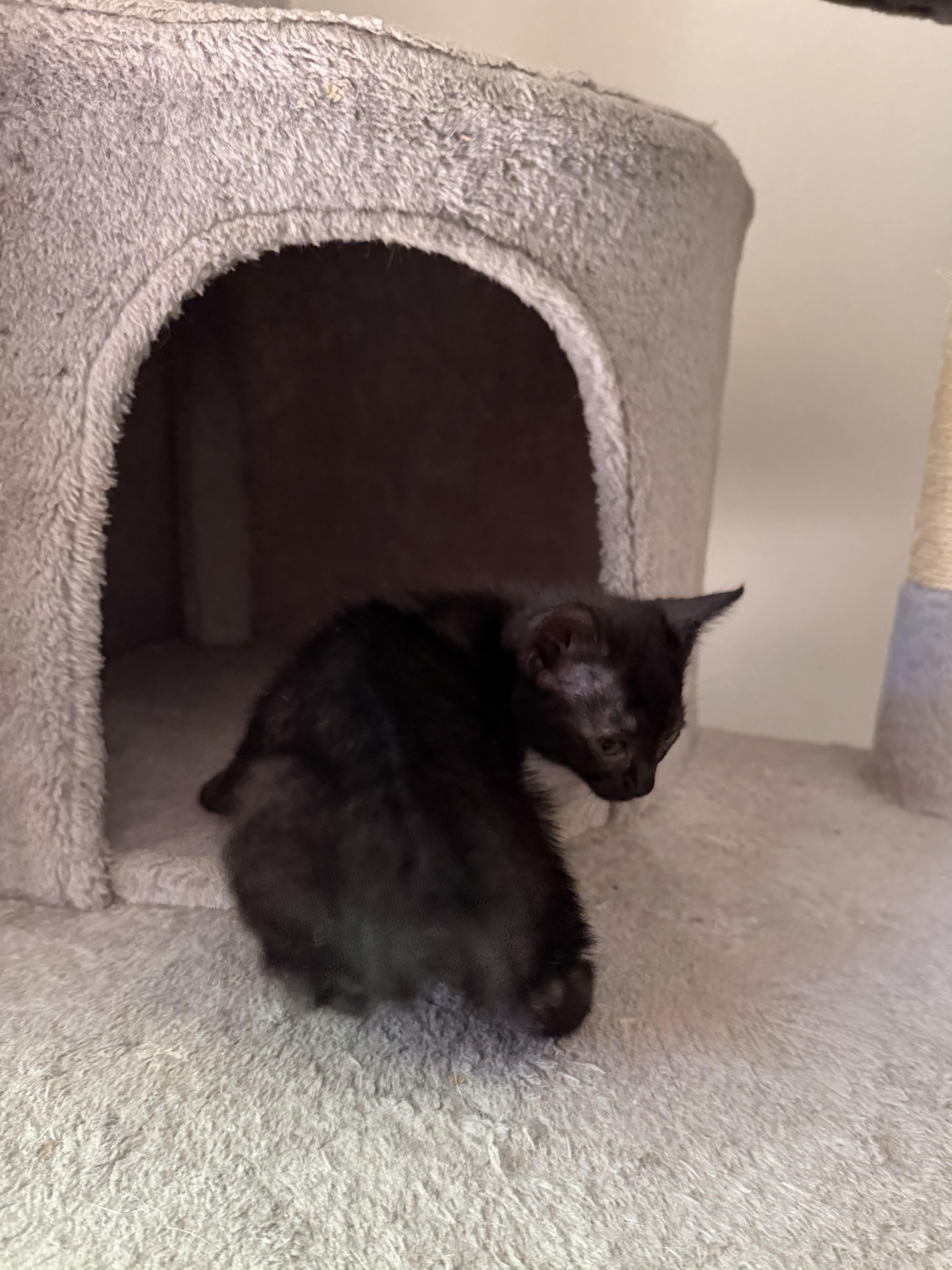 Enlarge Jinx (Manx) 2026-308, a Adoptable mixed breed in Winder, GA image 4/5