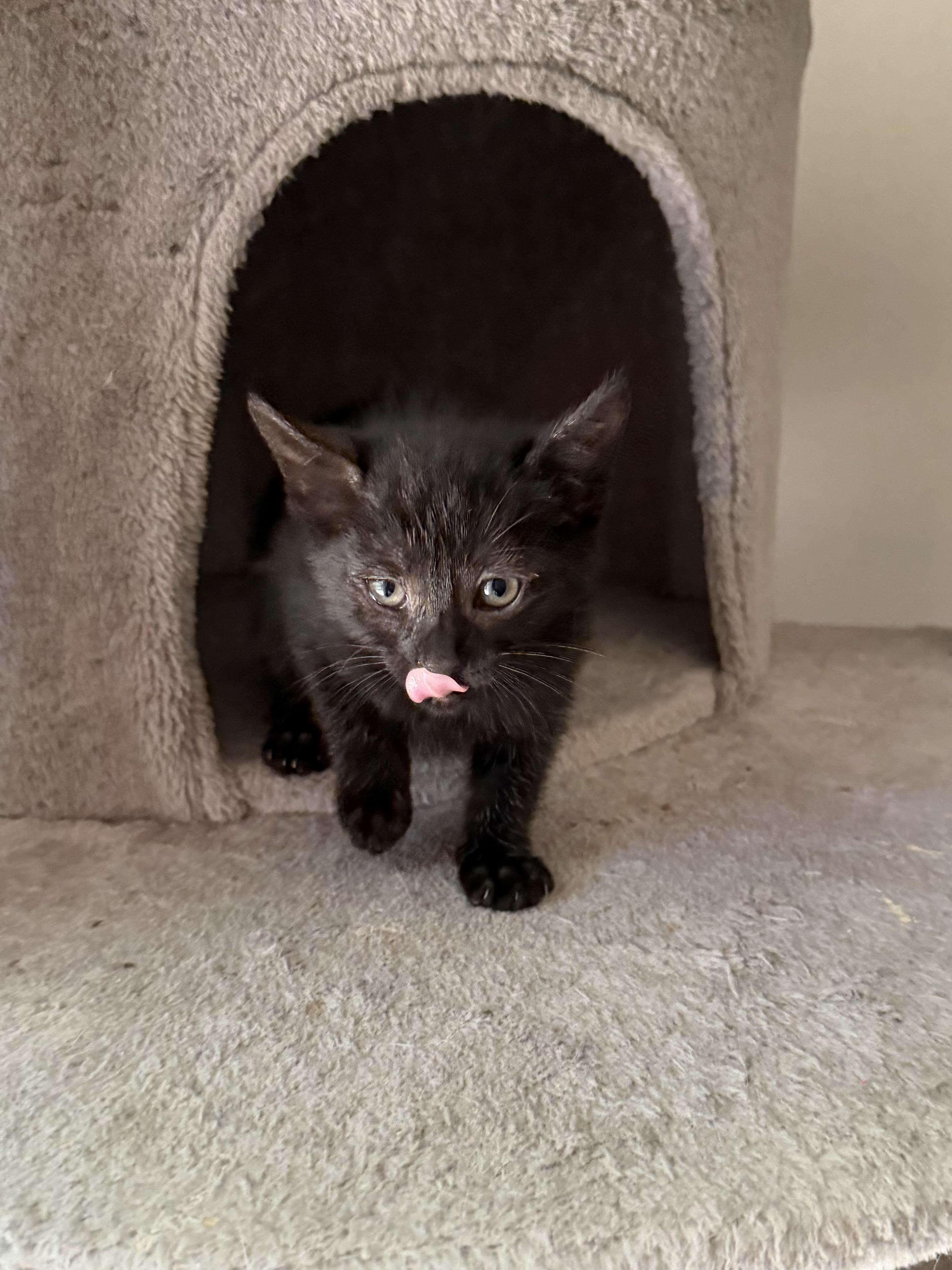 Enlarge Jinx (Manx) 2026-308, a Adoptable mixed breed in Winder, GA image 5/5