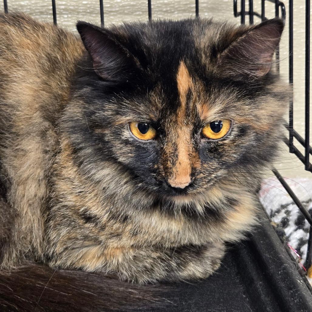 Enlarge Purrdy, a Adoptable Domestic Medium Hair in Pennsville, NJ image 2/2