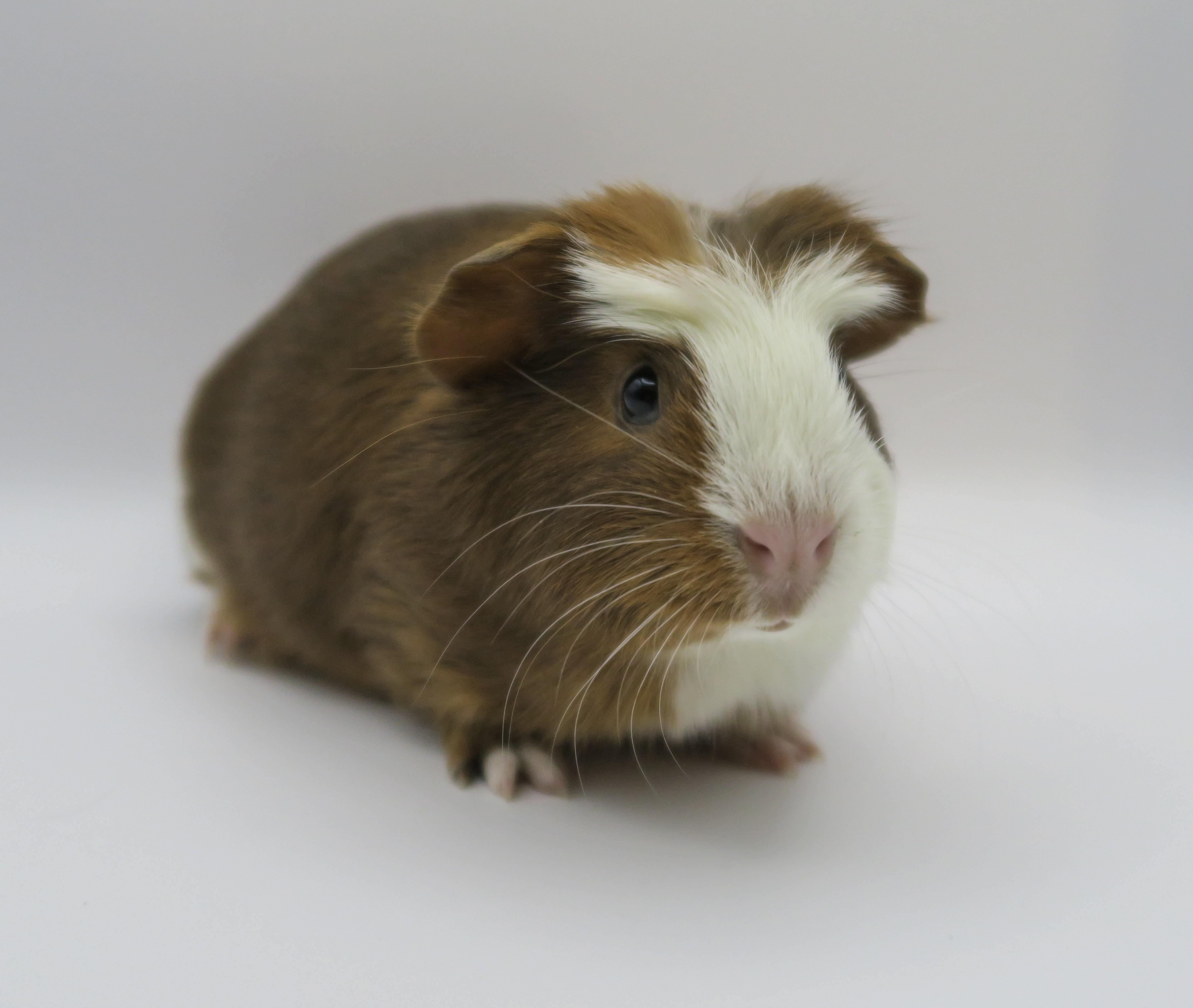 Rolo, an adoptable Guinea Pig in Eagle River, AK_image-1