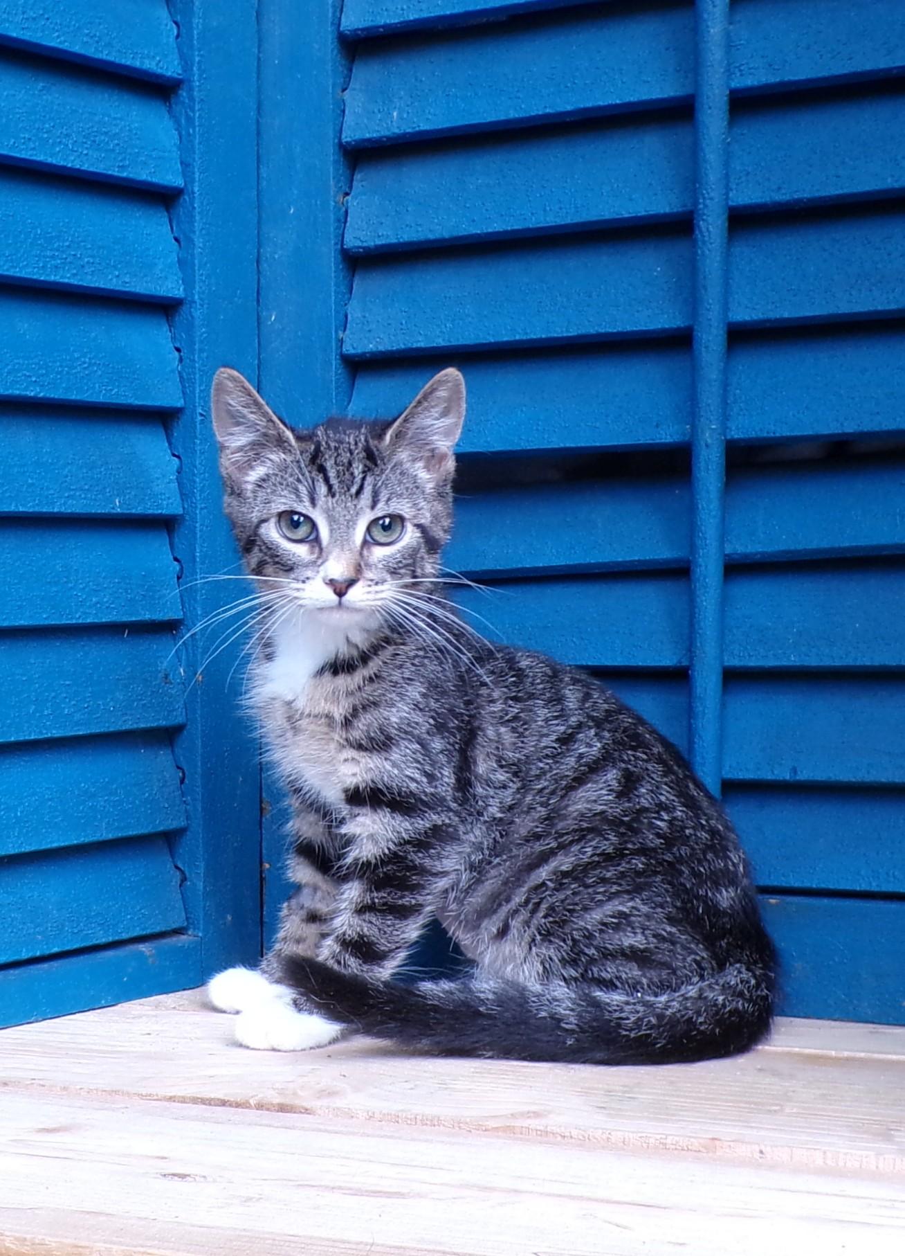 Catherine #290, Adoptable, Kitten Female Domestic Short Hair.