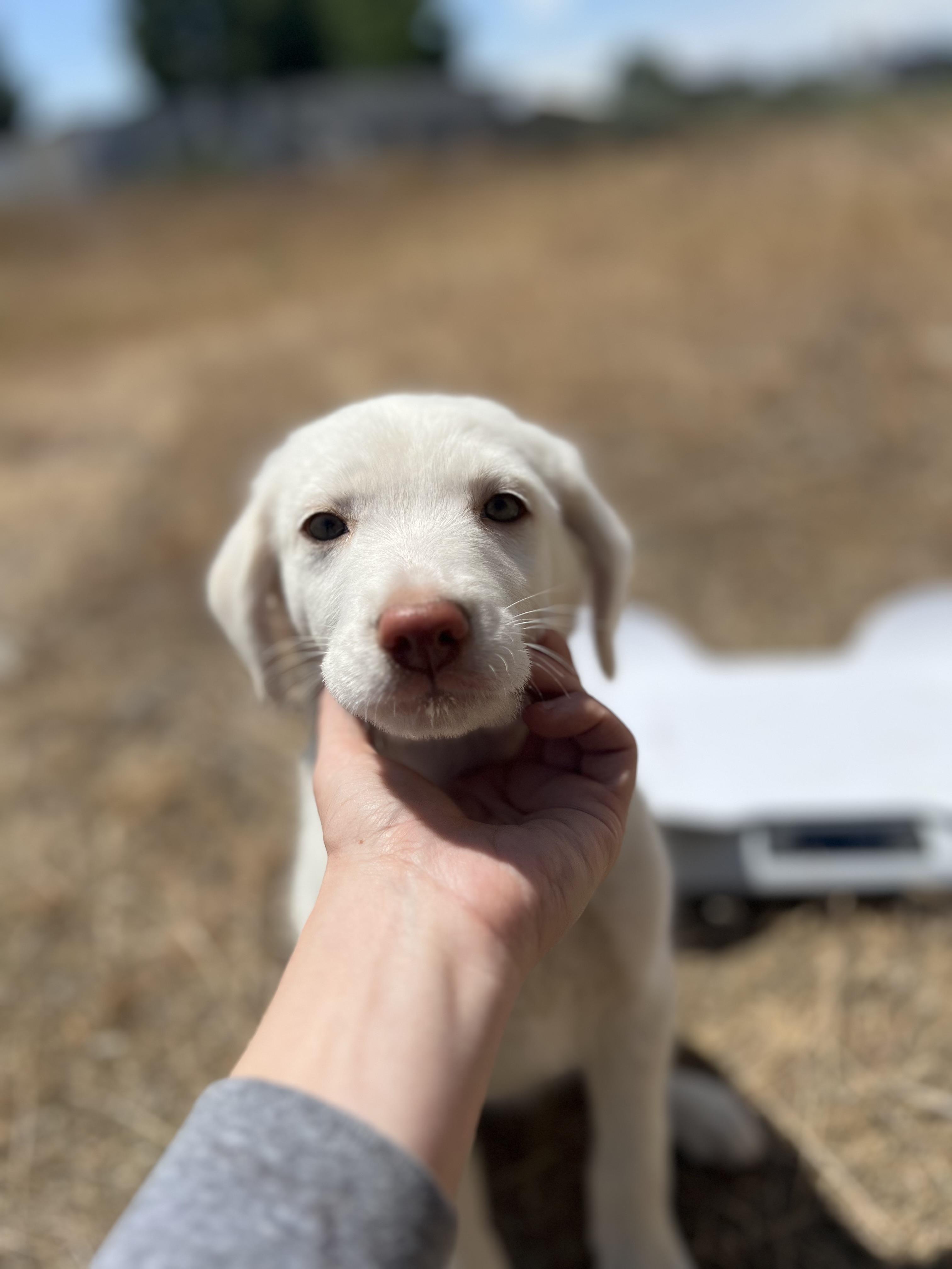 June, Adopted, Puppy Female Labrador Retriever & Shepherd.