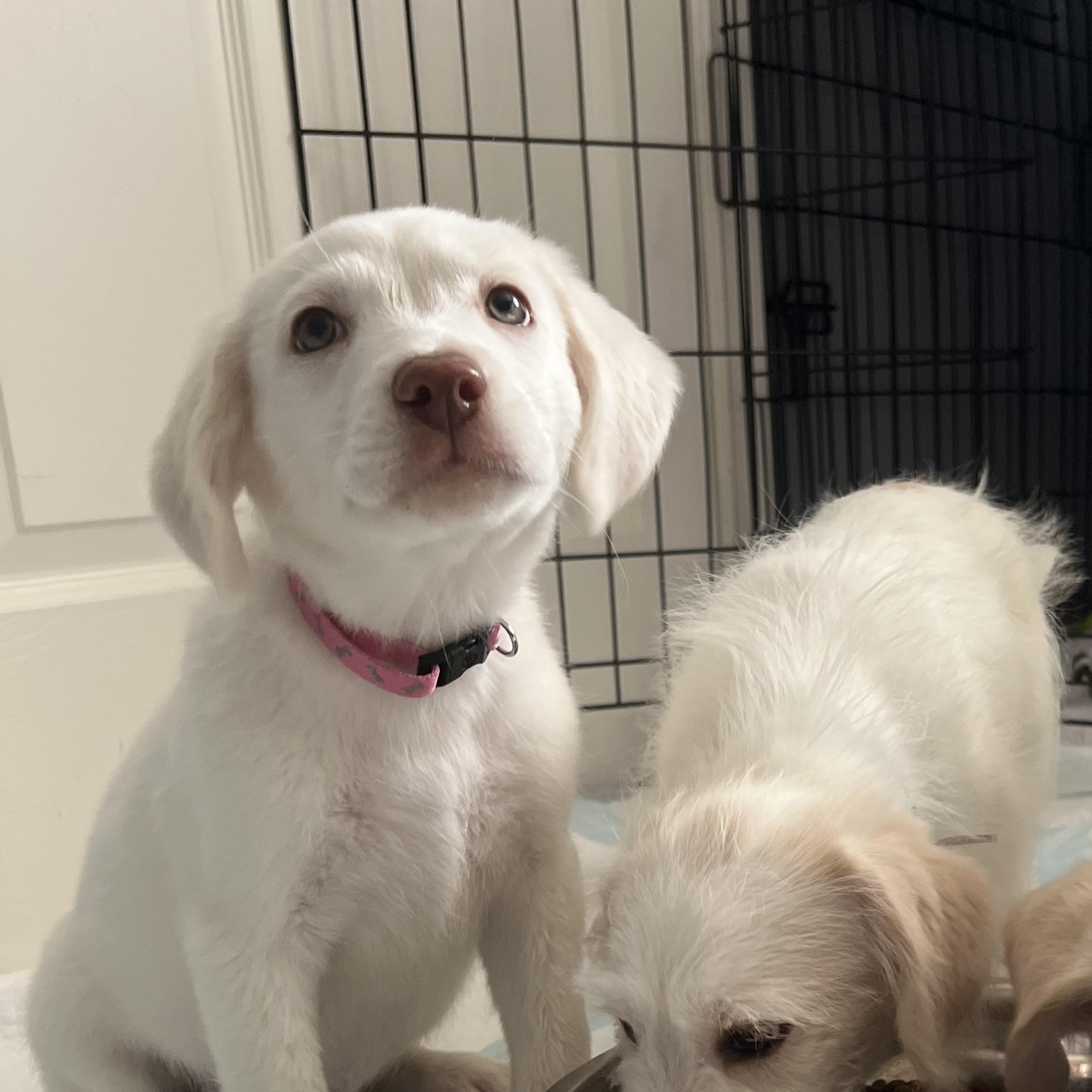 Enlarge June, a Adopted mixed breed in Ephrata, WA image 2/4