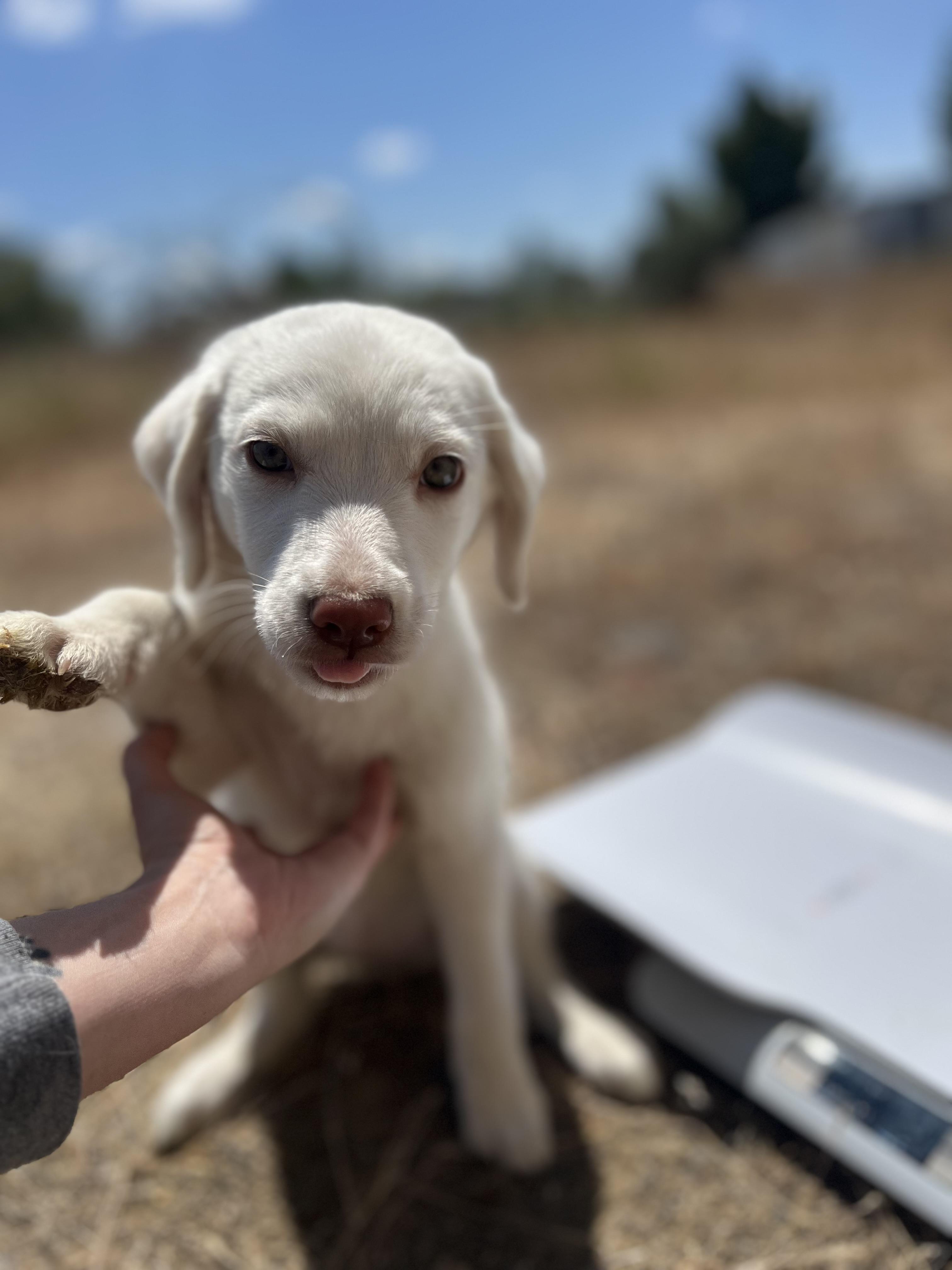 Enlarge June, a Adopted mixed breed in Ephrata, WA image 3/4