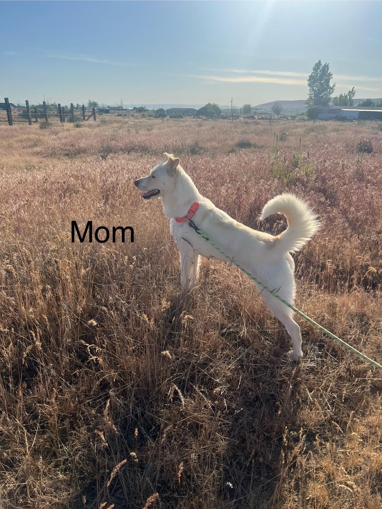 Enlarge June, a Adopted mixed breed in Ephrata, WA image 4/4