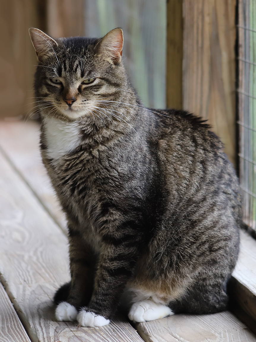 Enlarge Nemo, a Adoptable mixed breed in North Fort Myers, FL image 2/5