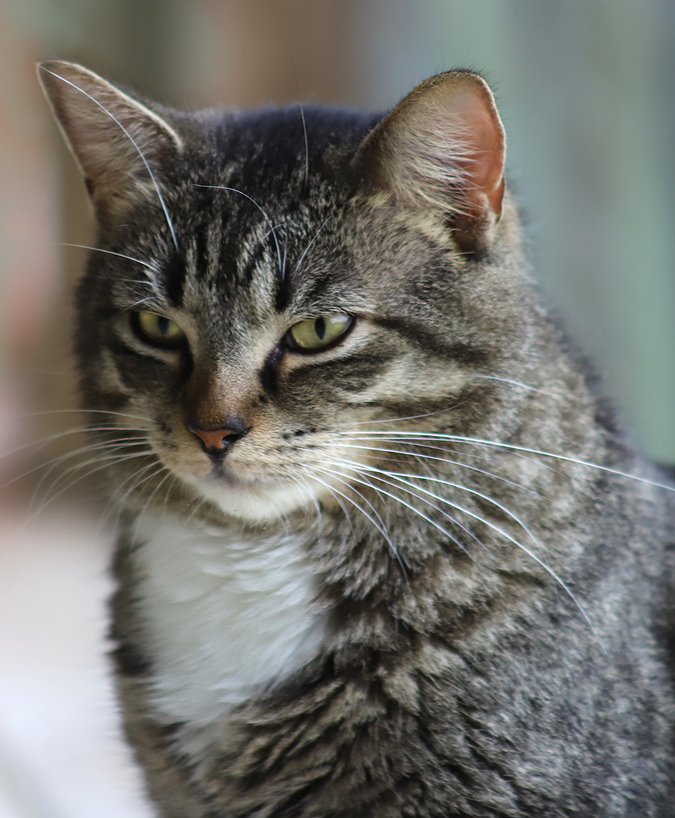 Enlarge Nemo, a Adoptable mixed breed in North Fort Myers, FL image 4/5