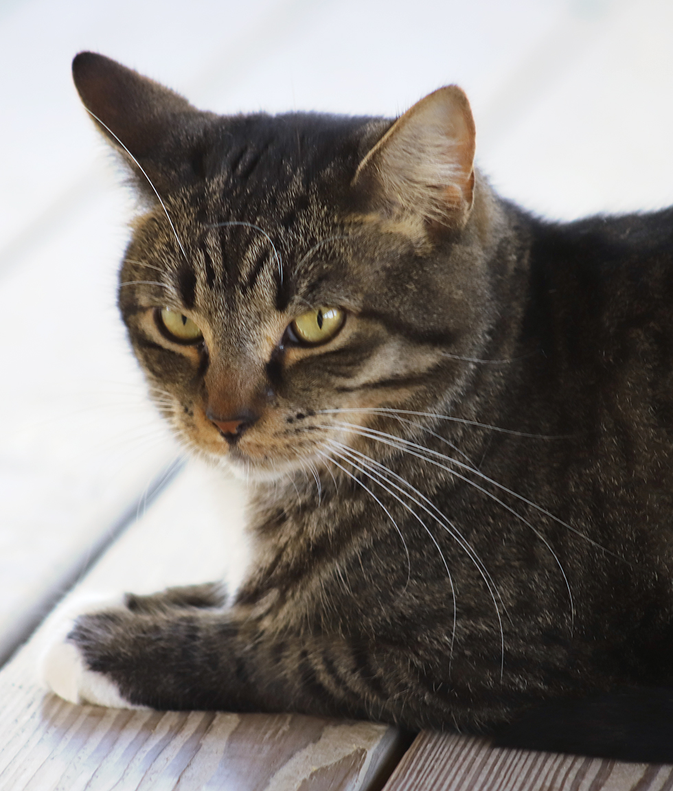 Enlarge Nemo, a Adoptable mixed breed in North Fort Myers, FL image 3/5