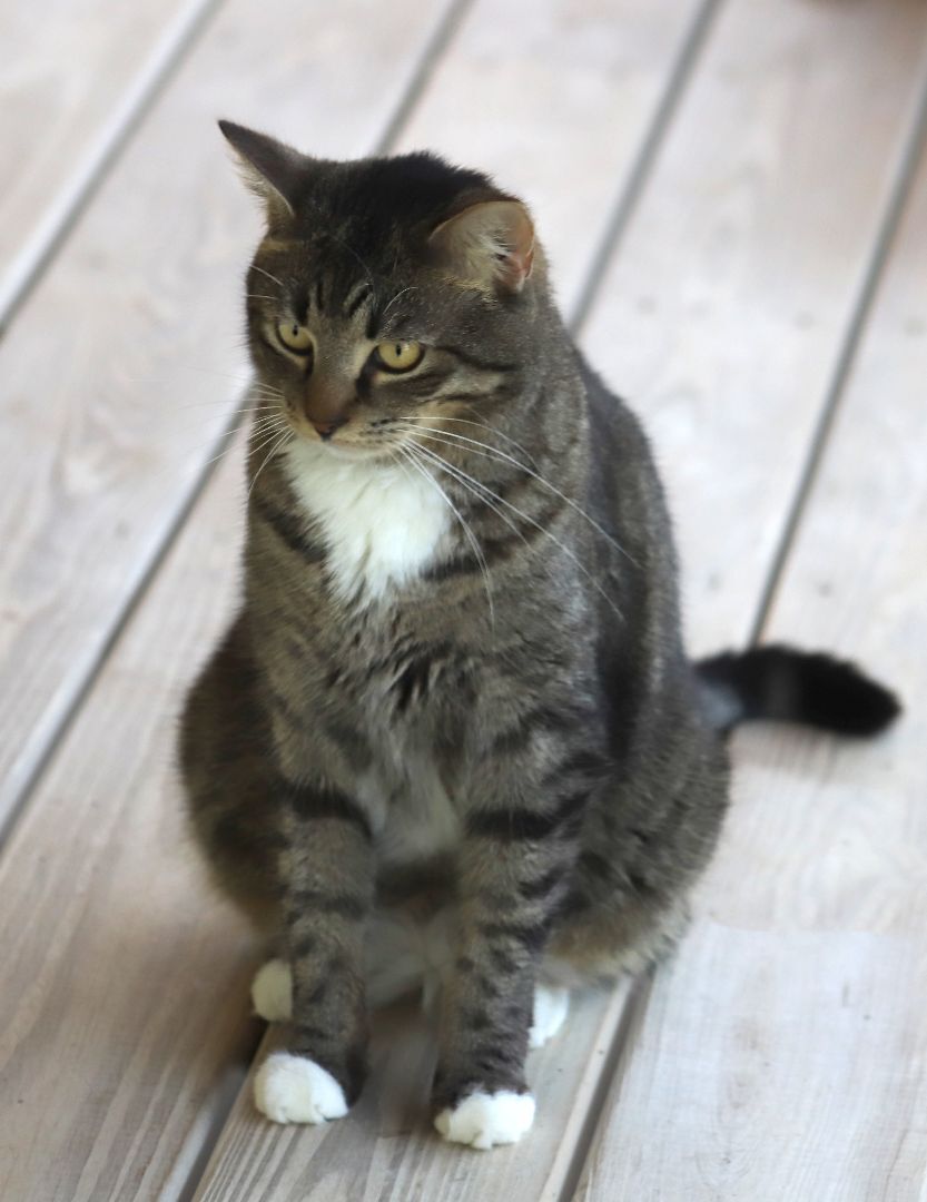 Enlarge Nemo, a Adoptable mixed breed in North Fort Myers, FL image 5/5