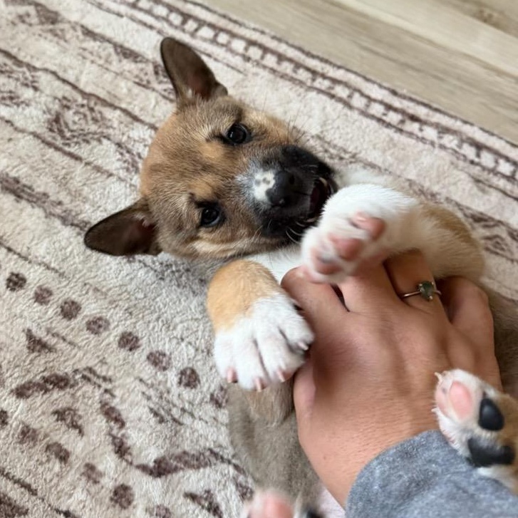 Potato, a ADOPTABLE mixed breed in Watertown, WI image 1/3