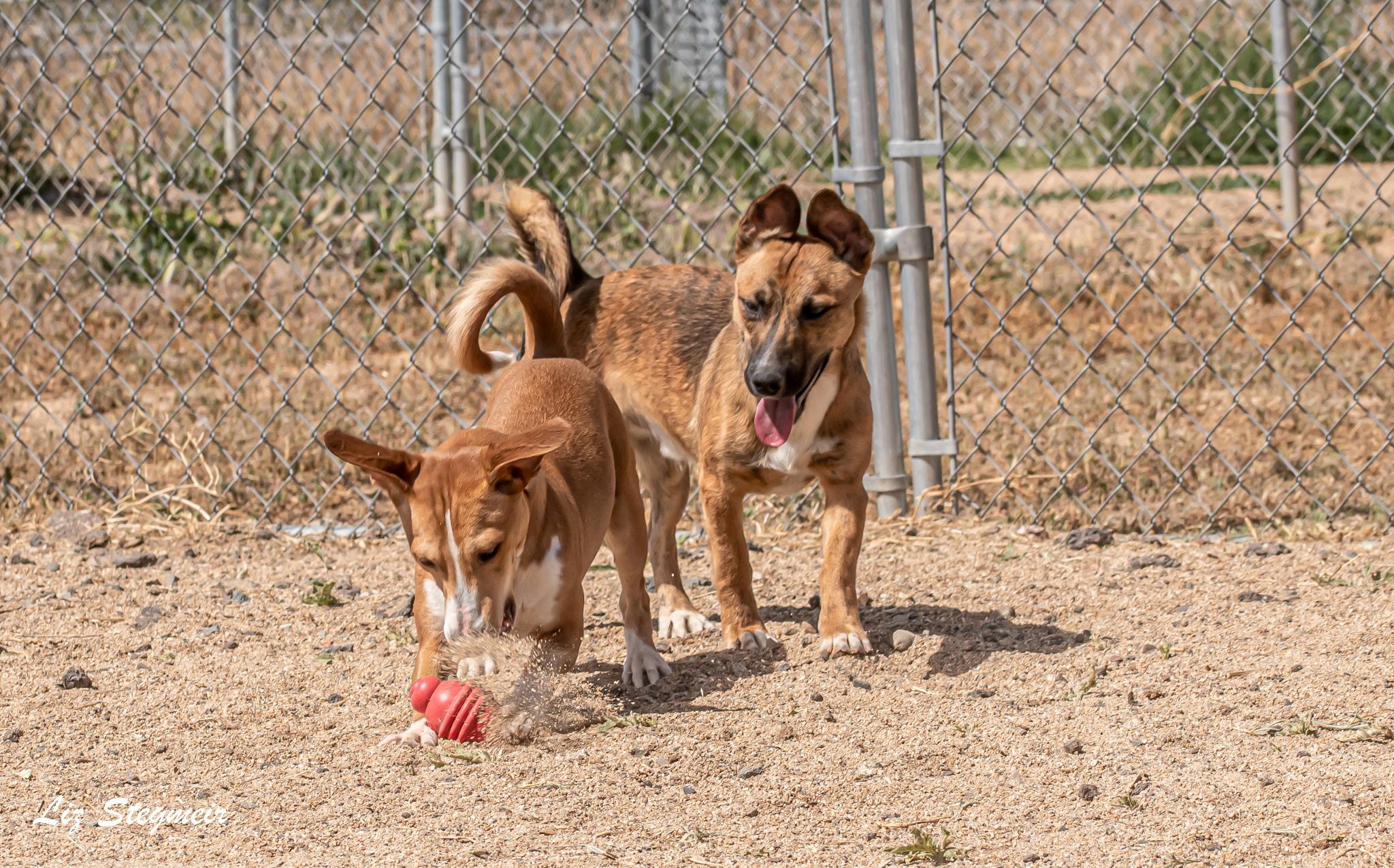 Enlarge Boomer, a ADOPTABLE mixed breed in Mayer, AZ image 3/5