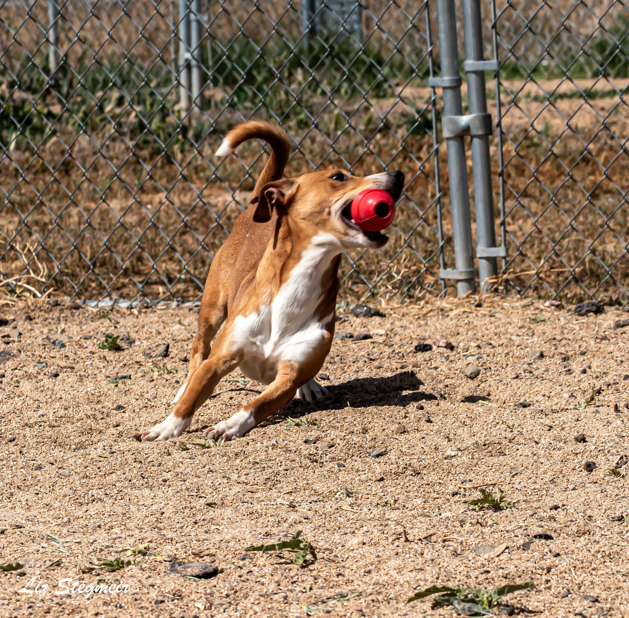 Enlarge Boomer, a ADOPTABLE mixed breed in Mayer, AZ image 4/5