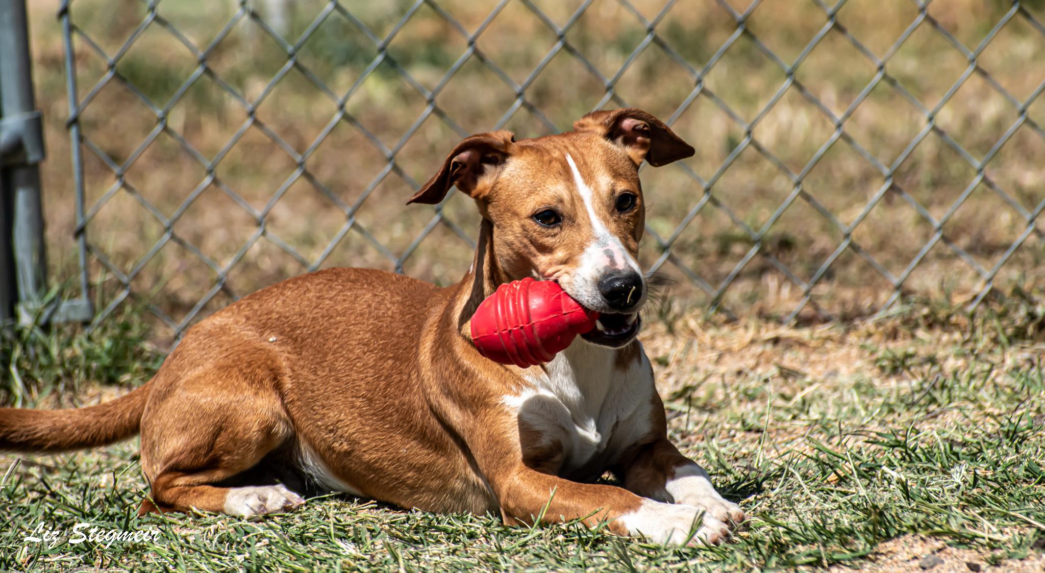 Enlarge Boomer, a ADOPTABLE mixed breed in Mayer, AZ image 5/5