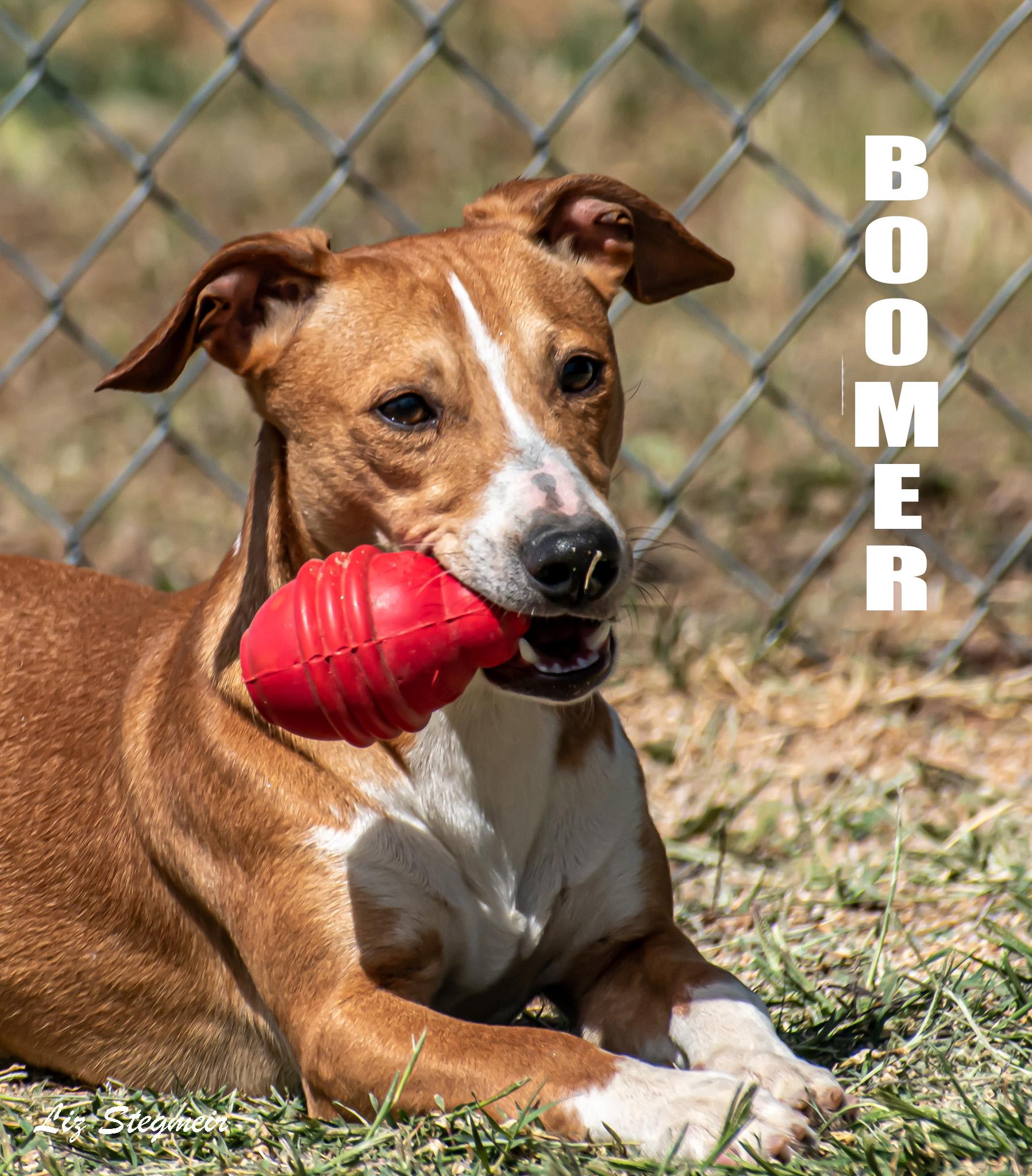 Boomer, ADOPTABLE, Young Male Basenji.