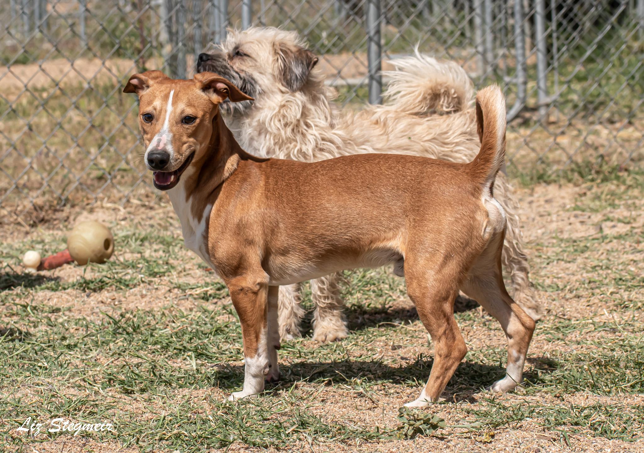 Enlarge Boomer, a ADOPTABLE mixed breed in Mayer, AZ image 2/5
