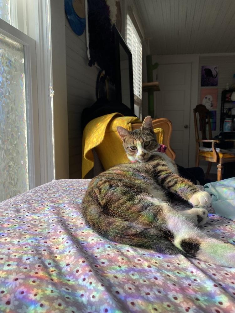 Julian, Adoptable, Kitten Male Domestic Short Hair & Tabby.