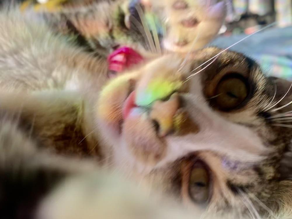 Enlarge Julian, a Adoptable mixed breed in Salisbury, NC image 2/6