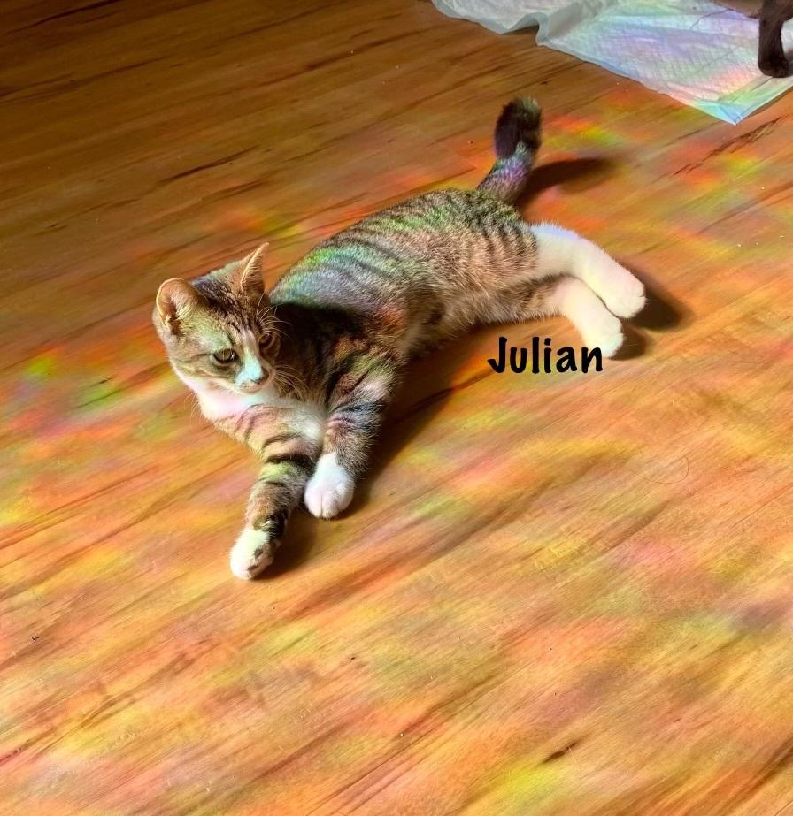 Enlarge Julian, a Adoptable mixed breed in Salisbury, NC image 3/6