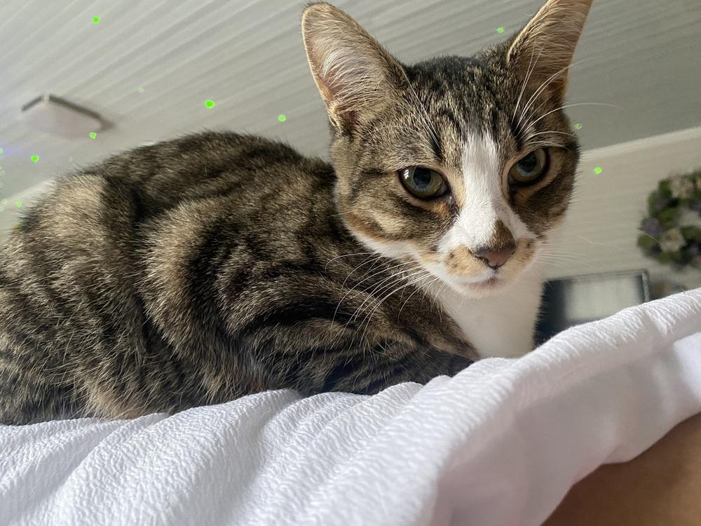 Enlarge Julian, a Adoptable mixed breed in Salisbury, NC image 4/6