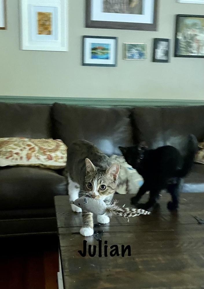 Enlarge Julian, a Adoptable mixed breed in Salisbury, NC image 5/6