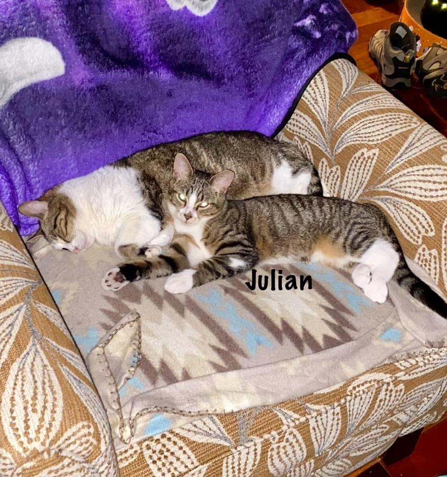 Enlarge Julian, a Adoptable mixed breed in Salisbury, NC image 6/6