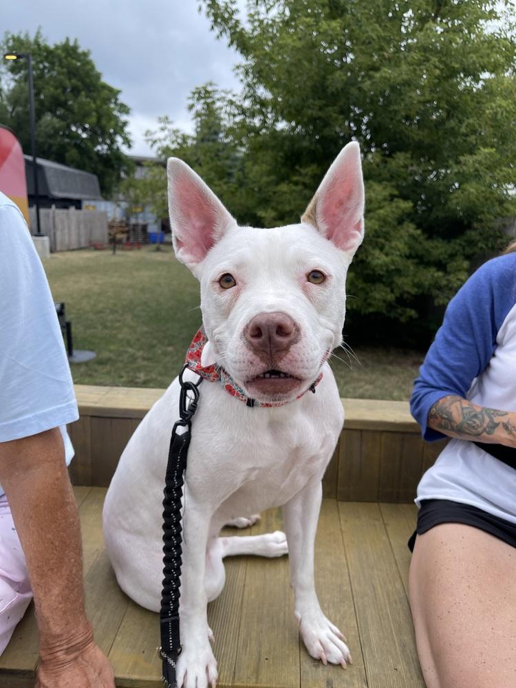 Enlarge Brie, a Adoptable mixed breed in Amherst, NY image 1/4
