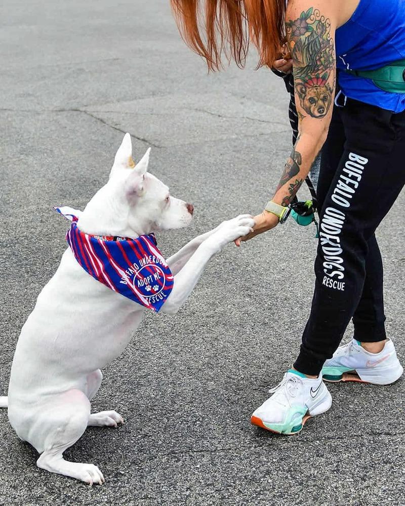 Enlarge Brie, a Adoptable mixed breed in Amherst, NY image 1/1