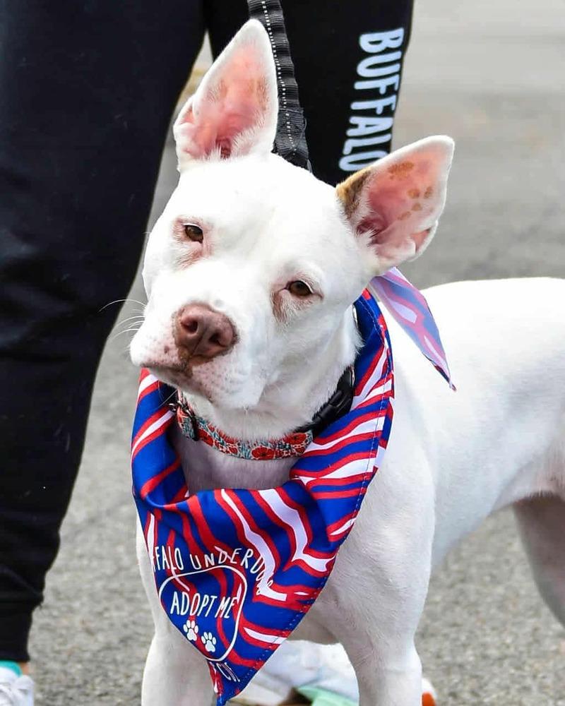 Enlarge Brie, a Adoptable mixed breed in Amherst, NY image 3/4