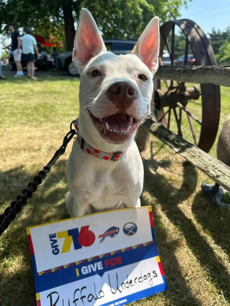 Enlarge Brie, a Adoptable mixed breed in Amherst, NY image 4/4