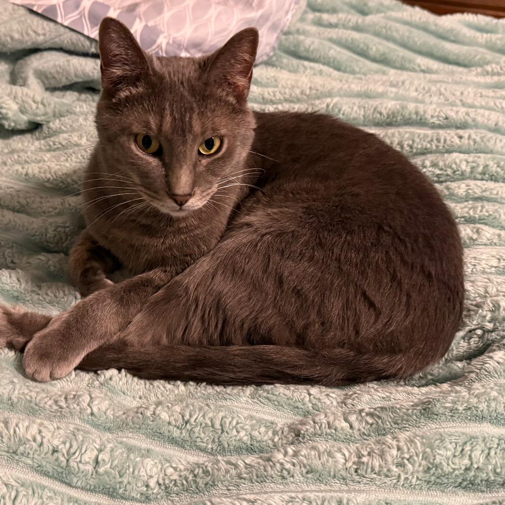 Romeo, Adoptable, Adult Male Domestic Short Hair.