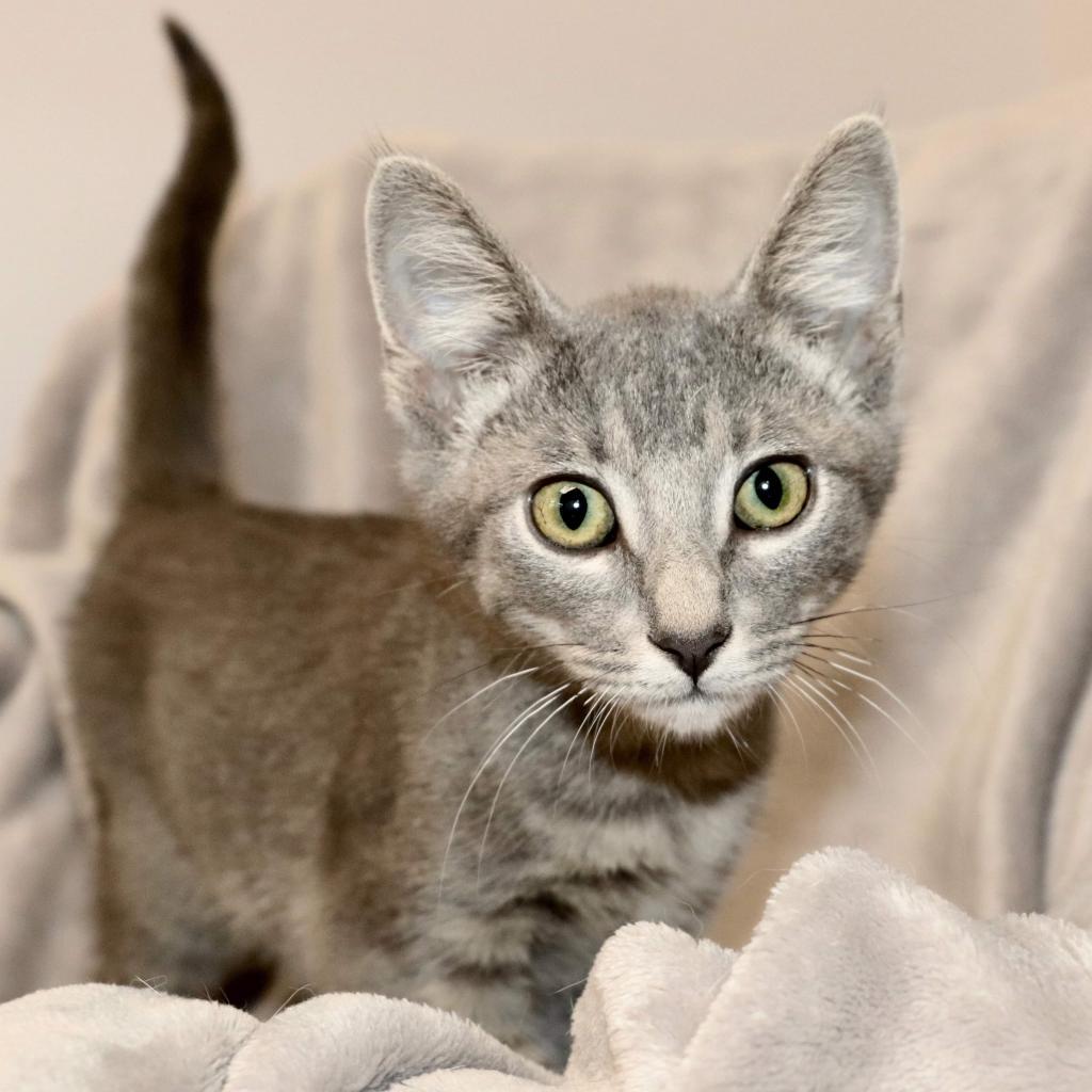 Romeo, a Adoptable Domestic Short Hair in Huntsville, AL image 2/2