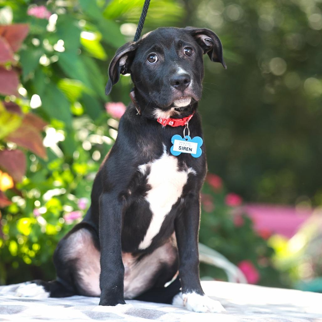 Enlarge Siren, a Adoptable Labrador Retriever in Wake Forest, NC image 1/1