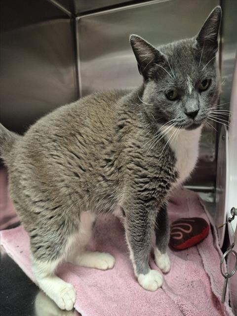 Enlarge KELLY, a Adoptable Domestic Short Hair in Decatur, IL image 1/1