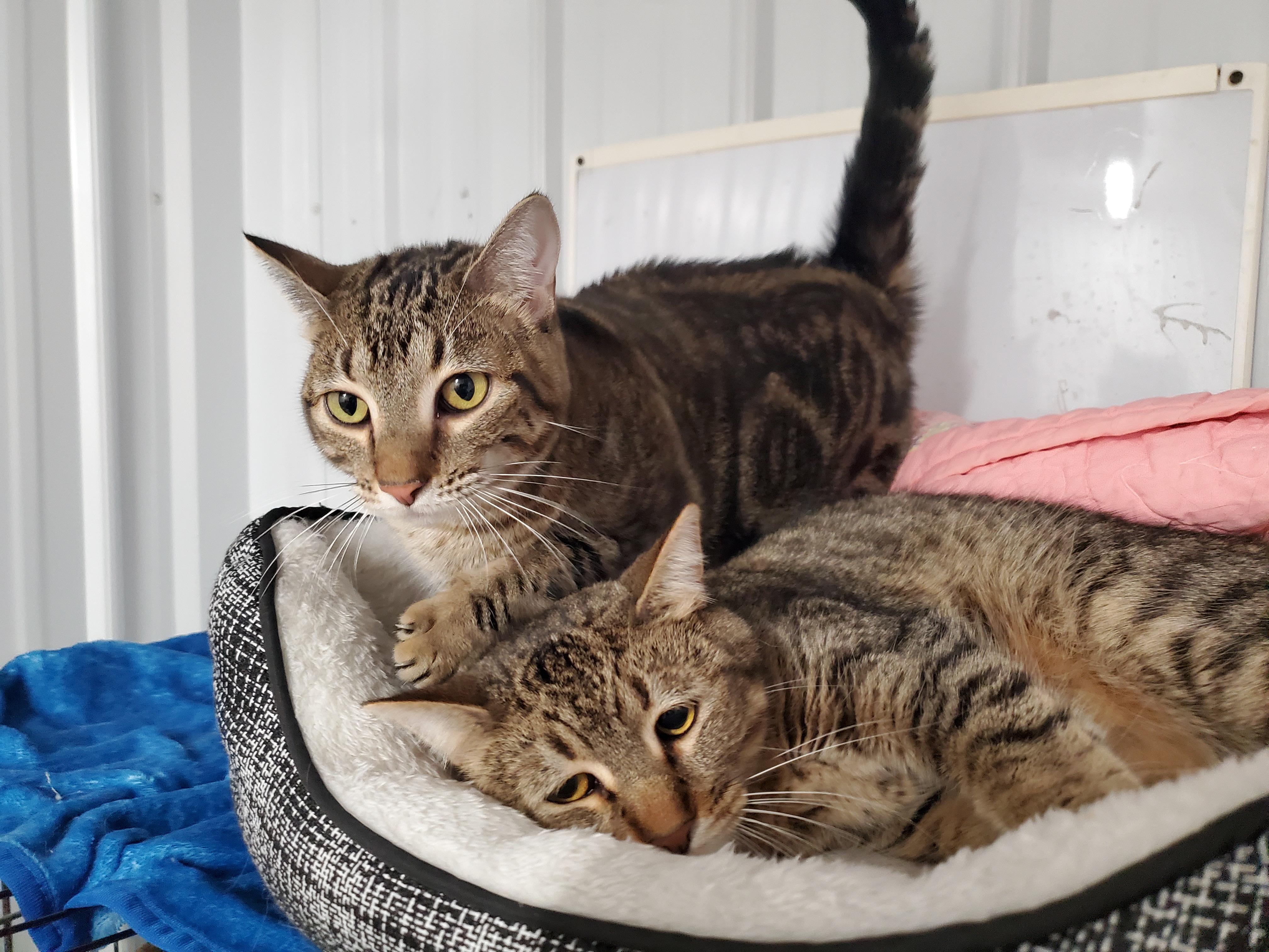 Enlarge Sally and Mater, a ADOPTABLE Domestic Short Hair in Marseilles, IL image 1/1