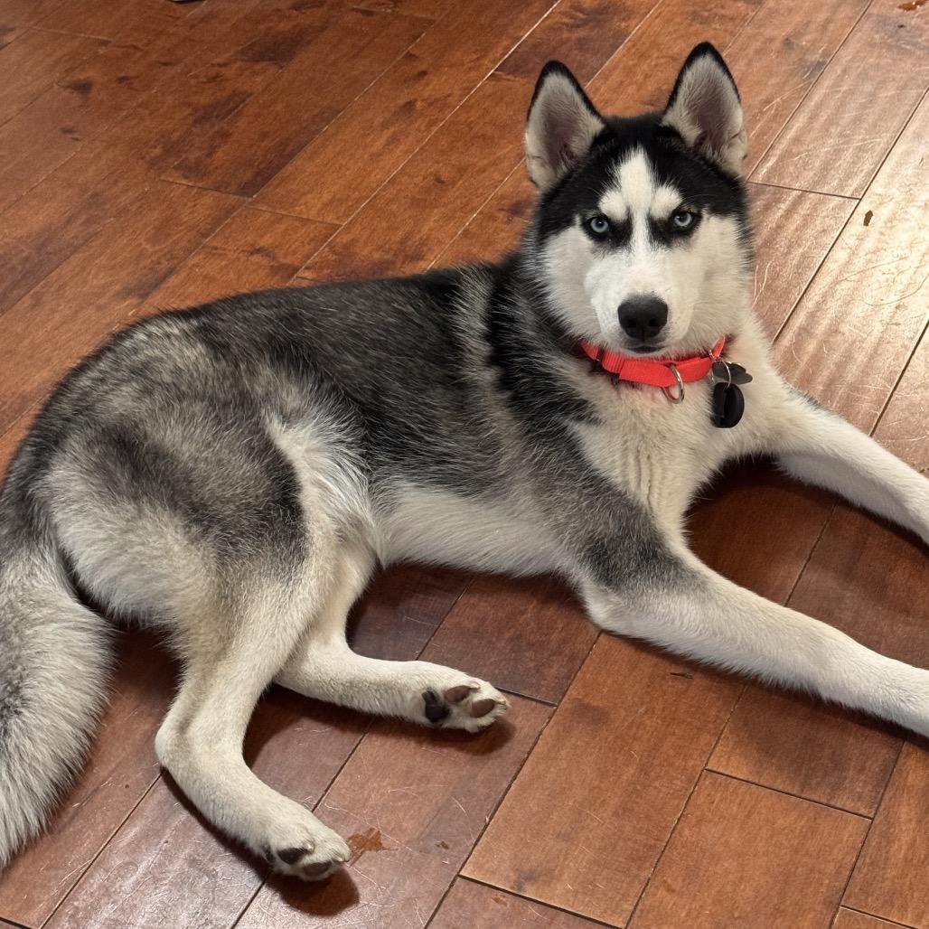 Eddie, Adoptable, Young Male Siberian Husky & Husky.