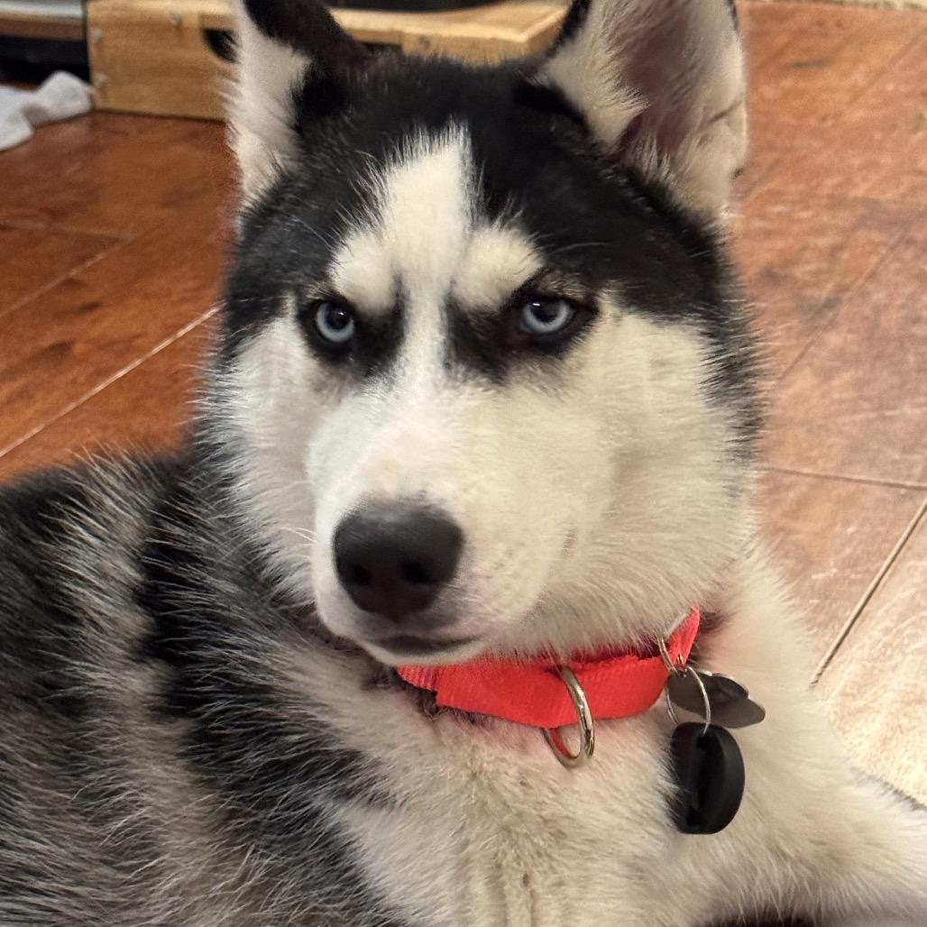 Enlarge Eddie, a Adoptable mixed breed in Blaine, MN image 2/6