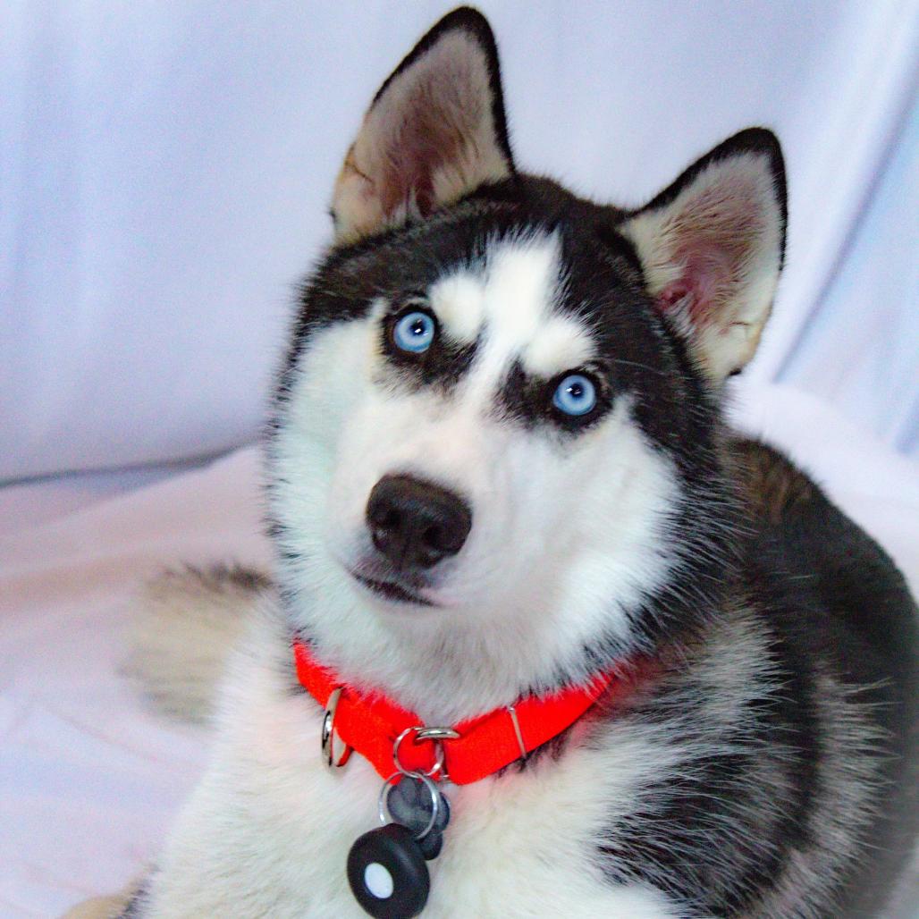 Enlarge Eddie, a Adoptable mixed breed in Blaine, MN image 3/6