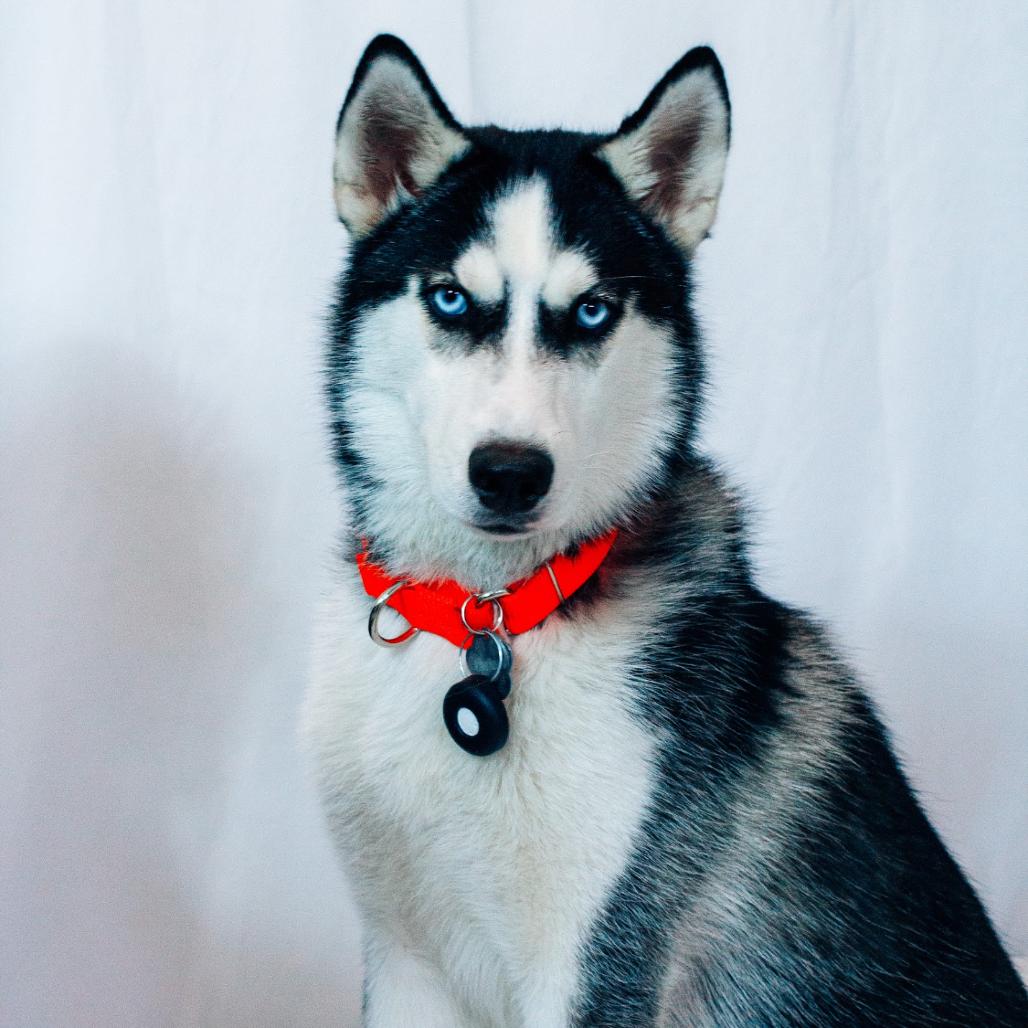 Enlarge Eddie, a Adoptable mixed breed in Blaine, MN image 4/6