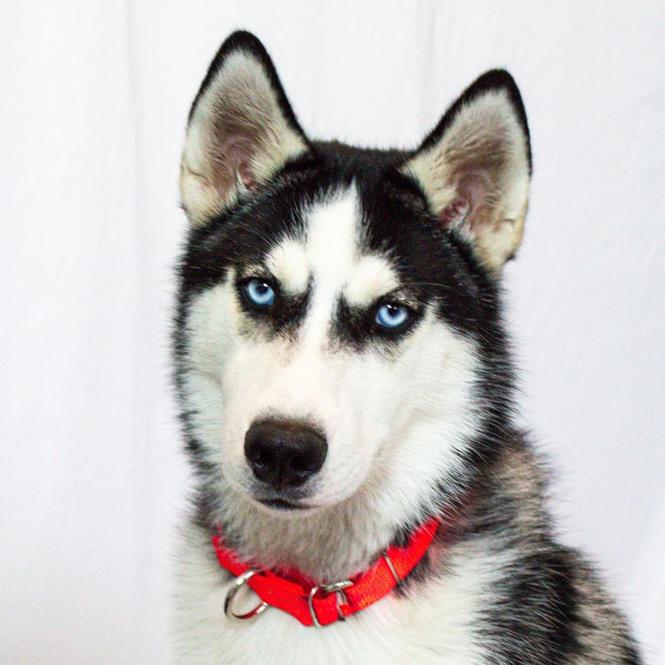 Enlarge Eddie, a Adoptable mixed breed in Blaine, MN image 5/6